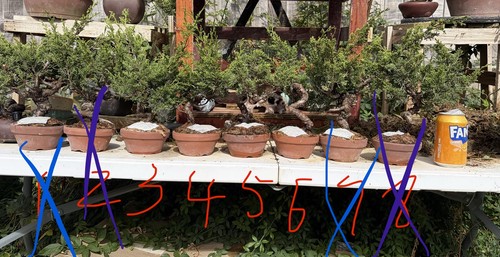 Itoigawa juniper bonsai tree - juniper,