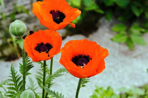 Papaver orientale prince - papaver,