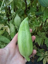 50 Bolivian Giant Achocha Cyclanthera pedata stuffing cucumber slipper gourd 