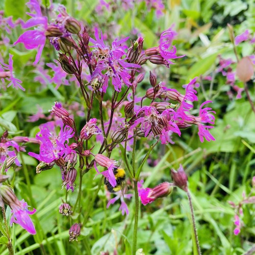 Ragged robin native wildflower - native,
