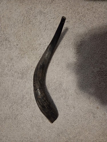 Rare good price shofar - [rare/good, price]shofar