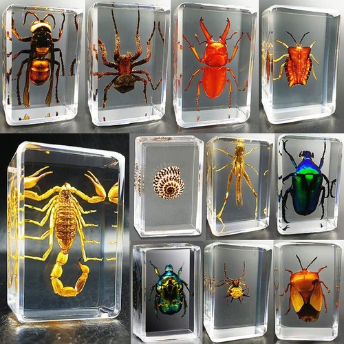 Specimens keychain bugs insect - specimens,
