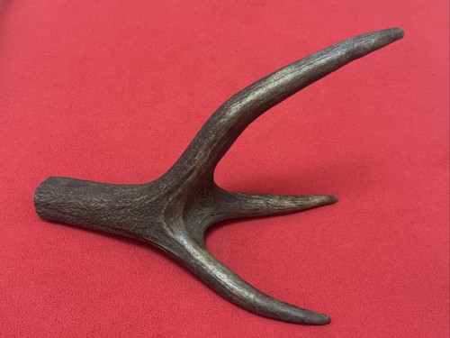 One piece deer - one, antler