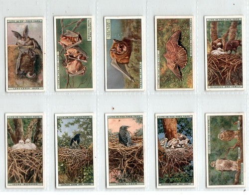Life in the tree - in,