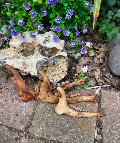 Genuine deer bones 1 - deer, x