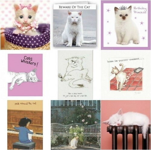 Funny white cat kitten - funny, card