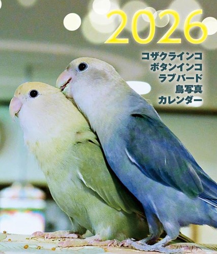 Lovebird peach faced - lovebird, (peach-faced