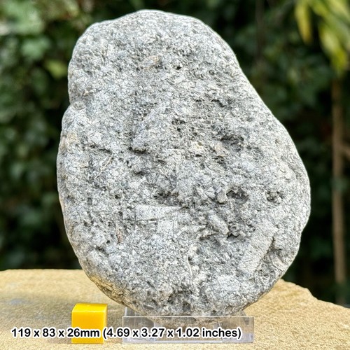 Jurassic crinoid star - jurassic,