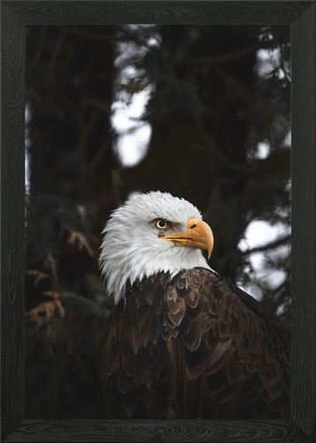 Proud bald eagle framed wall - proud,