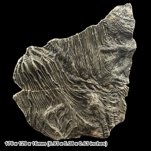 Pentacrinites crinoid fossil - pentacrinites,