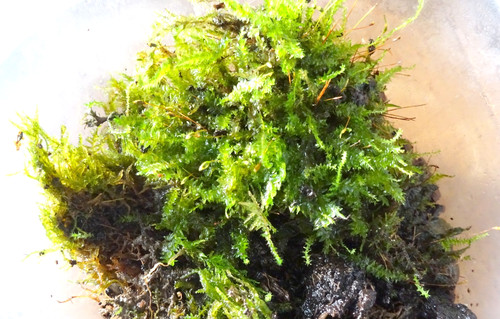 Vivarium terrarium fairy - terrarium,,