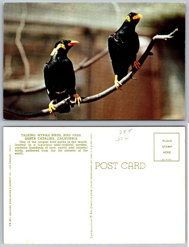 Talking mynah birds - mynah,