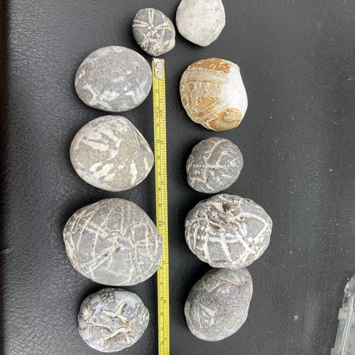 10x fossil flint echinoid - flint, sea