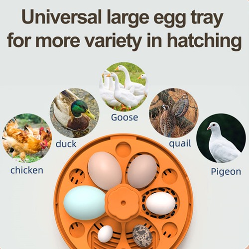 Eggs automatic egg - 6,
