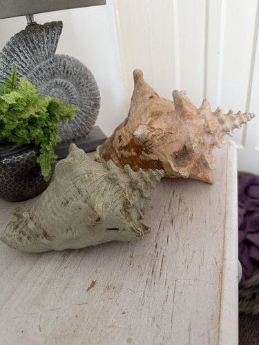 Two large queen conch shells - two,