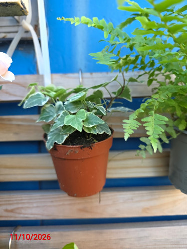 English ivy live - ivy, (hedera)