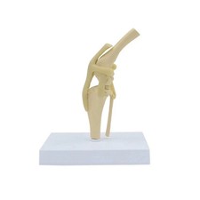 Dog knee canine - knee, model
