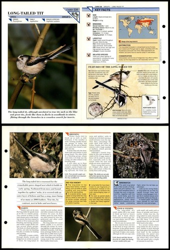 Long tailed tit - long-tailed, birds