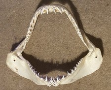 Genuine mako shark jaws 32cm - genuine,