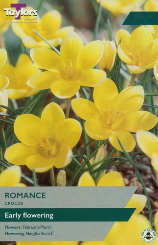 Crocus romance species - crocus,
