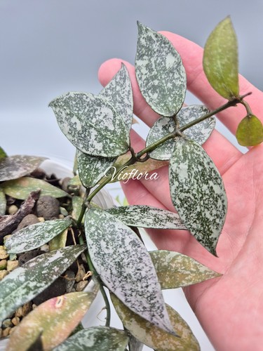 Hoya lacunosa laos - hoya,
