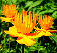 4 x Plug Plants TROLLIUS GOLDEN QUEEN Hardy clumping Perennial