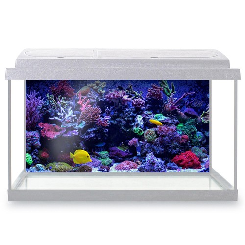 Fish tank background - tank, coral