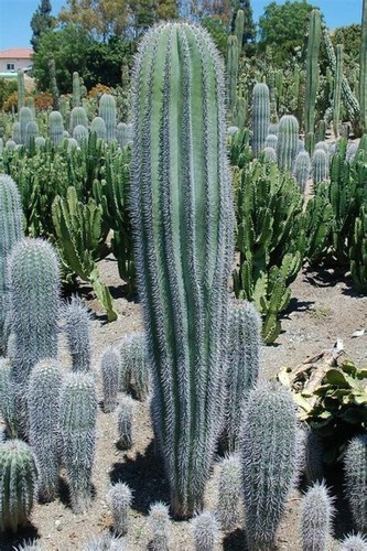Pachycereus pringlei mexican - pachycereus, (mexican