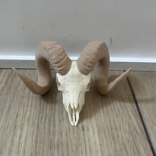 Ram skull with brown - skull, and