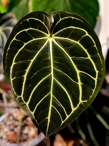 Anthurium carlablackiae ra10 - anthurium,