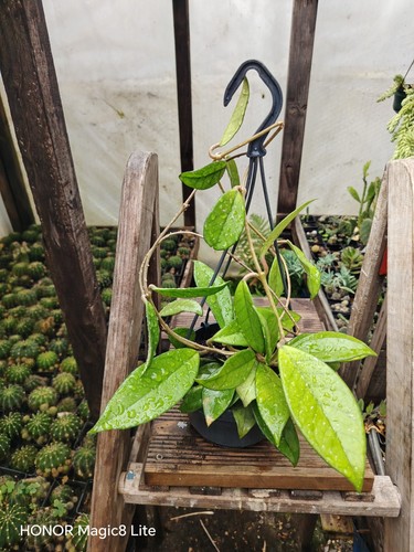 Hoya carnosa with - carnosa, small