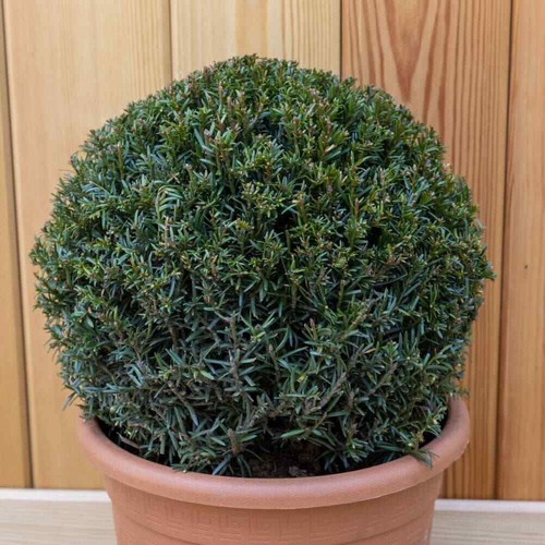 English yew conifer ball taxus - yew,