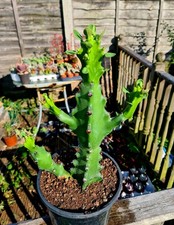 Euphorbia mayuranathanii | LARGE succulent plant in a 17cm pot