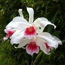 Cattleya / Laelia purpurata
