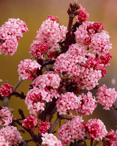 Viburnum farreri persian - viburnum,