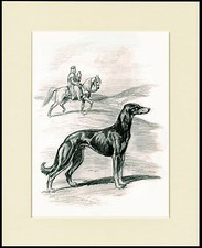 SALUKI LOVELY DOG SKETCH PRINT