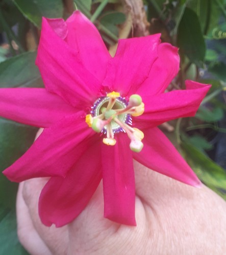 Young passion flower - passion,
