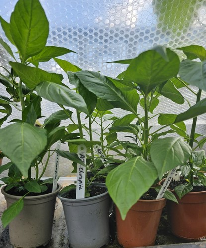 Aji charapita chilli - aji,
