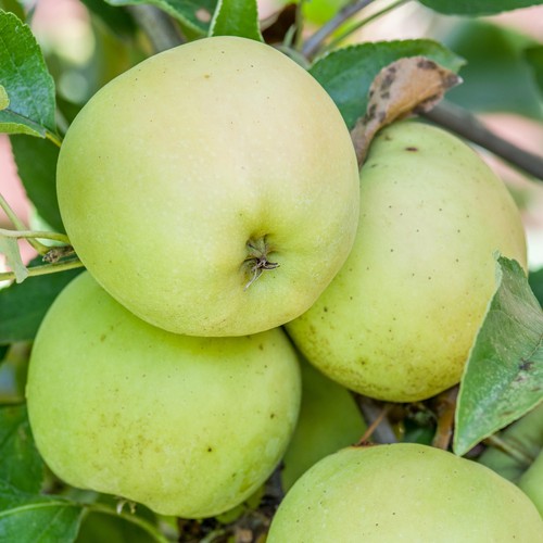 Apple golden delicious - apple,