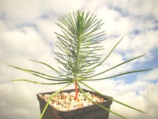 Umbrella pine pinus pinea - umbrella,