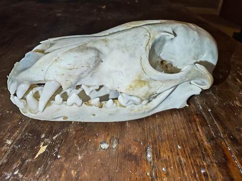 Real common fox skull - common,