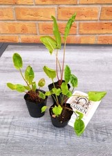 Lemon Flavoured Leaves –