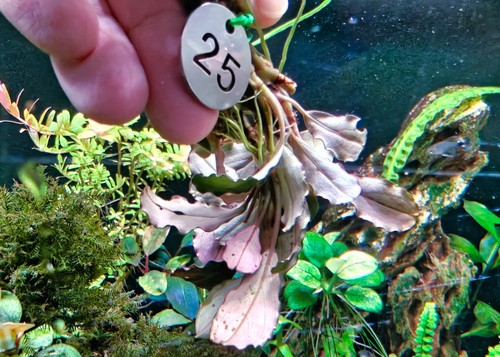 Bucephalandra black pink - 🚀bucephalandra,