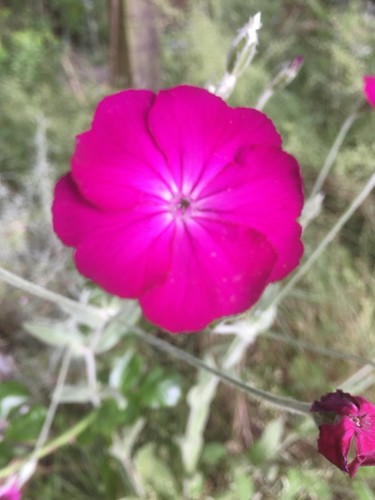 Lychnis coronaria hot - 6,