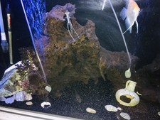 aquarium bogwood Very large