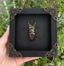 Real Framed Insect Beetle