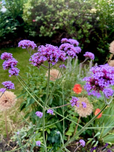 Verbena bonariensis 9cm - , pot