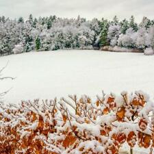 T&M Copper Beech Hedging Hardy