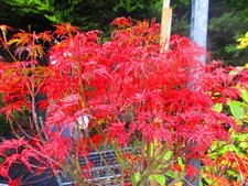2ft inc. pot OUTDOOR Bonsai