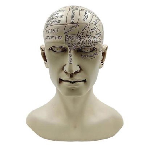 Phrenology human head bust - human,